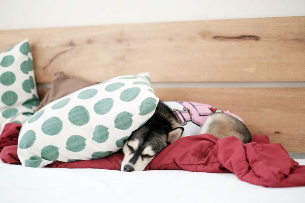 Perro descansando tranquilo en su propia cama