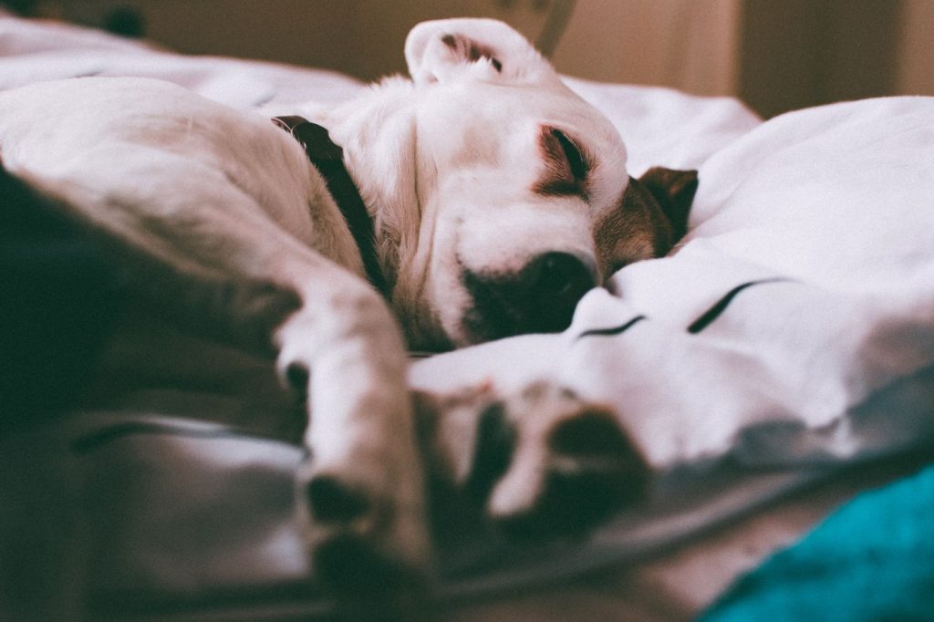 Perro durmiendo estirado sobre una cama acolchada de su tamaño