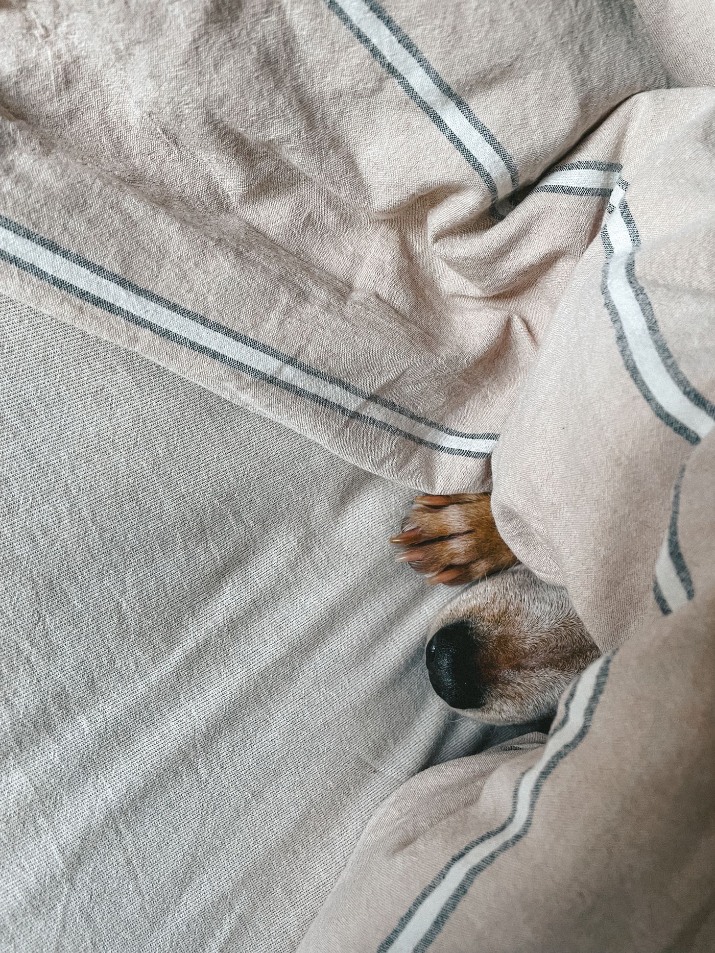Dog bed sleep