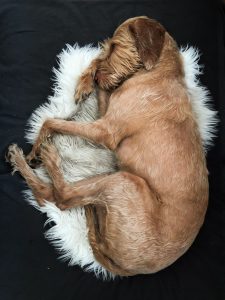 Dog bed sleep