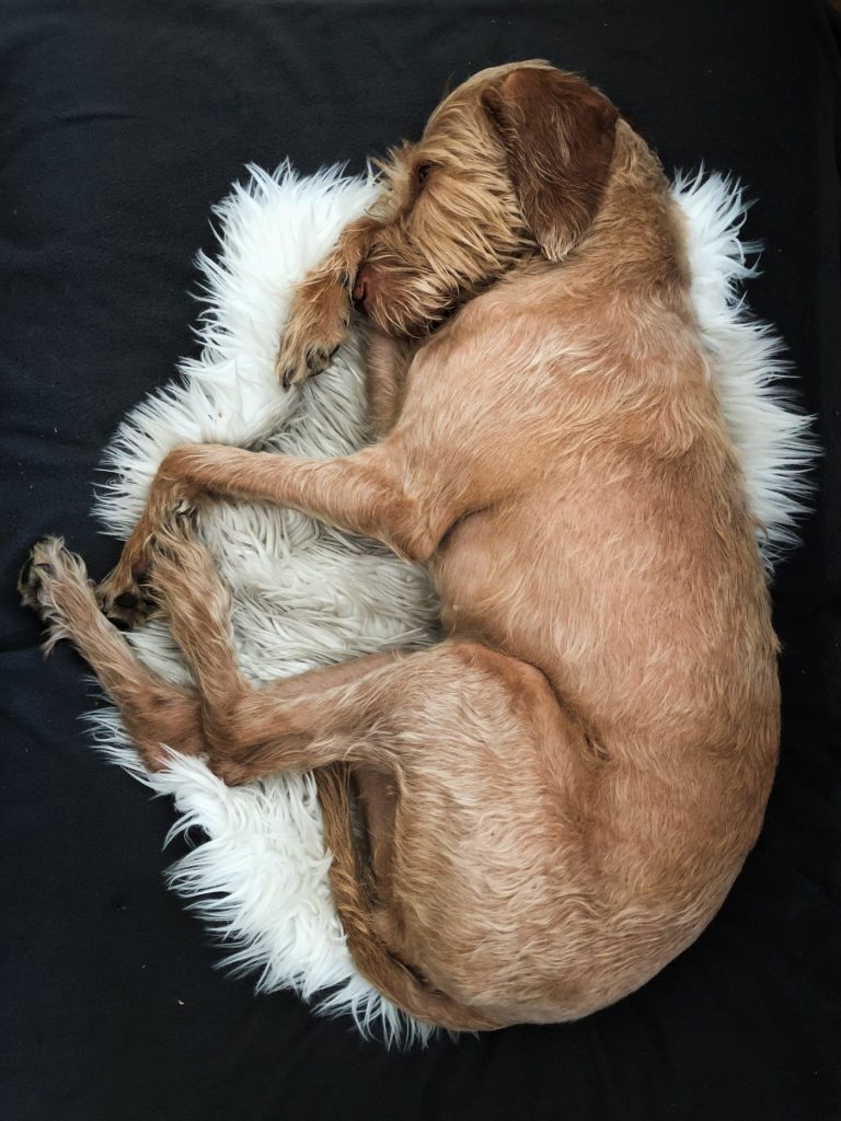 Dog bed sleep