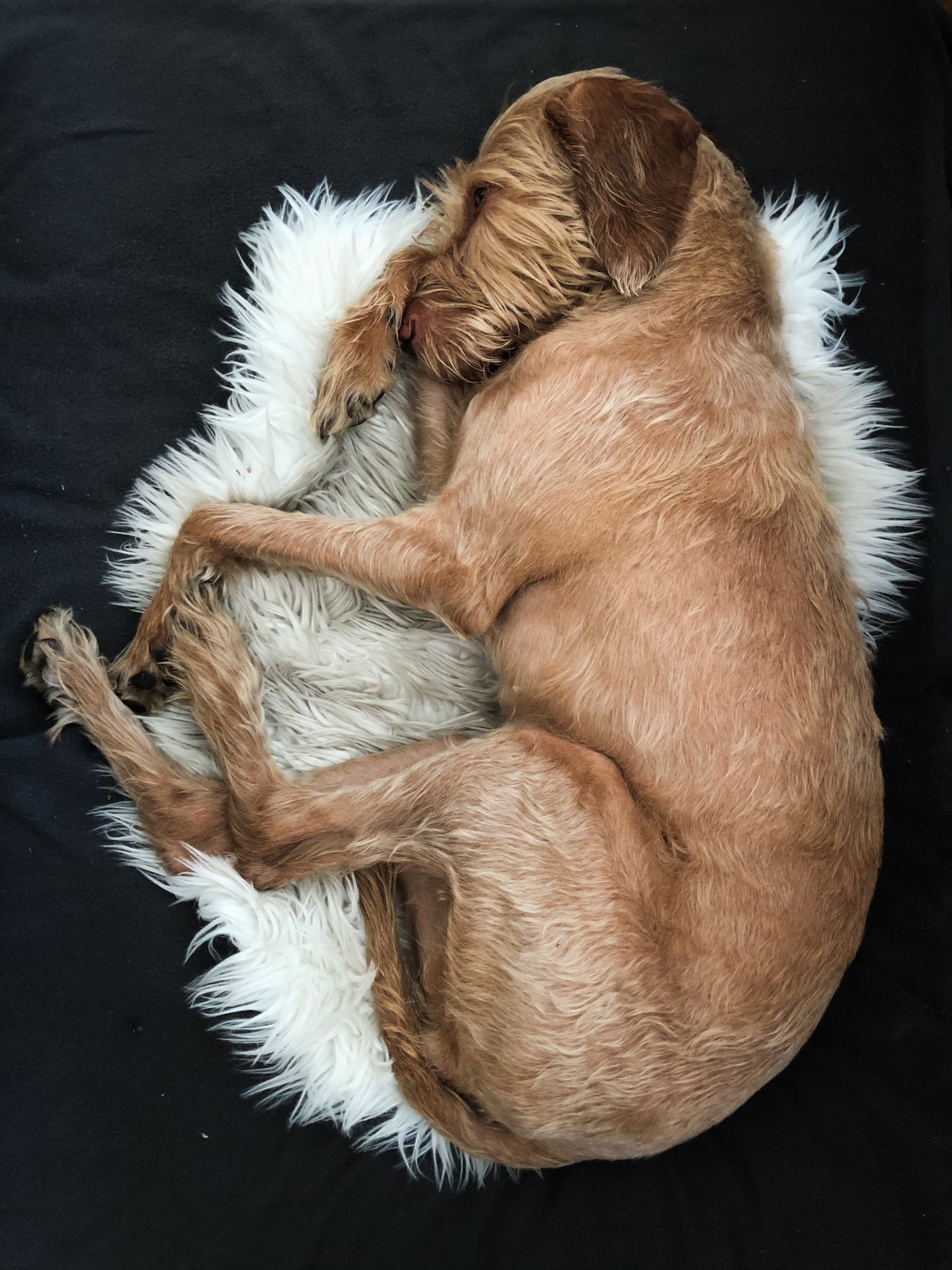Dog bed sleep