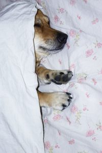 Dog bed sleep