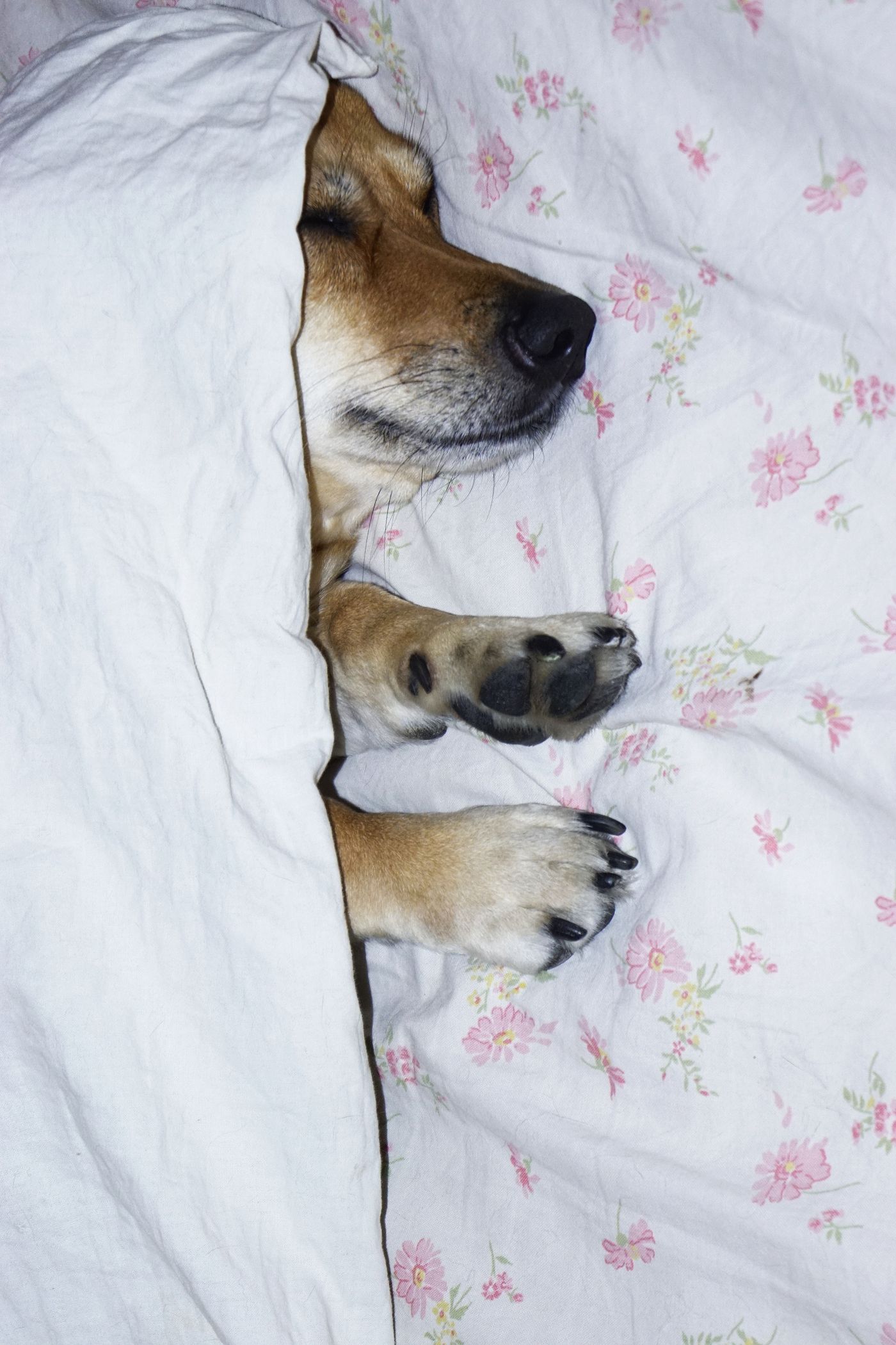 Dog bed sleep