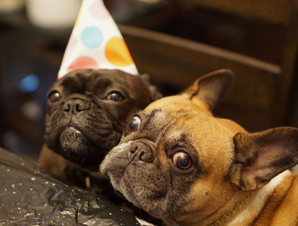 Dueño y perro con look a juego en una celebración de cumpleaños