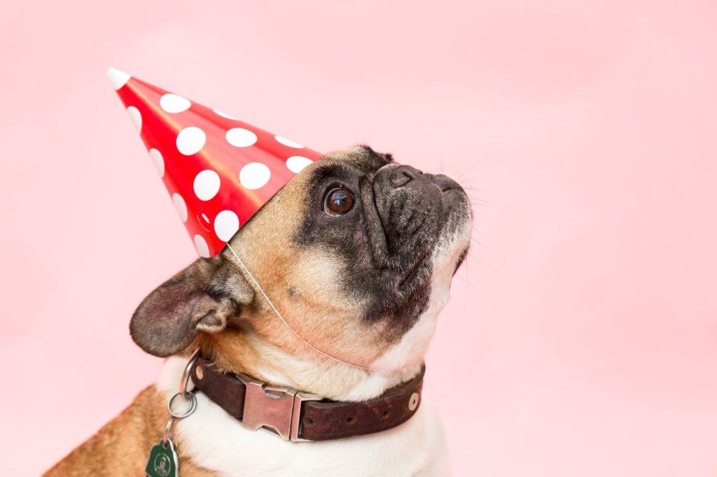 Perro con pajarita en su fiesta de cumpleaños