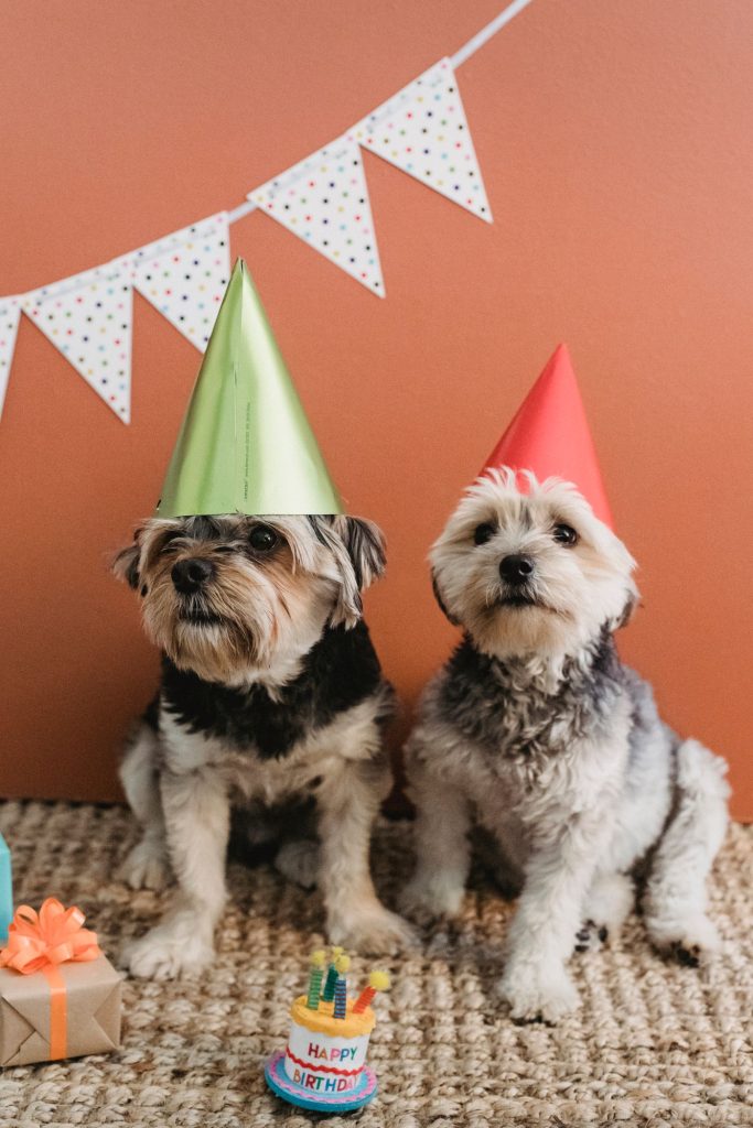 Perro con un juguete de temática comida en una celebración de cumpleaños