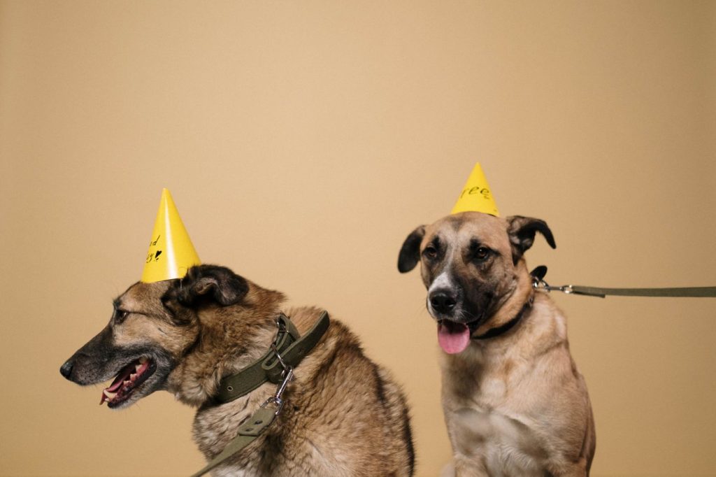 Perro con pajarita de fiesta en una celebración de cumpleaños