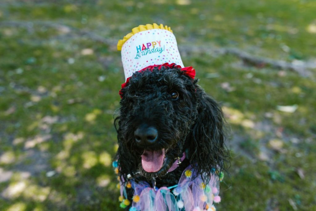 Perro celebrando su cumpleaños con un gorrito de fiesta