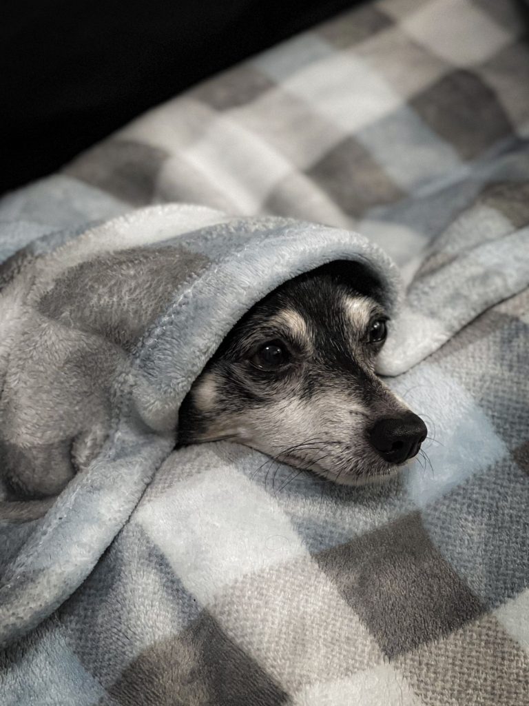 Perro tapado con una manta suave en el sofá de casa