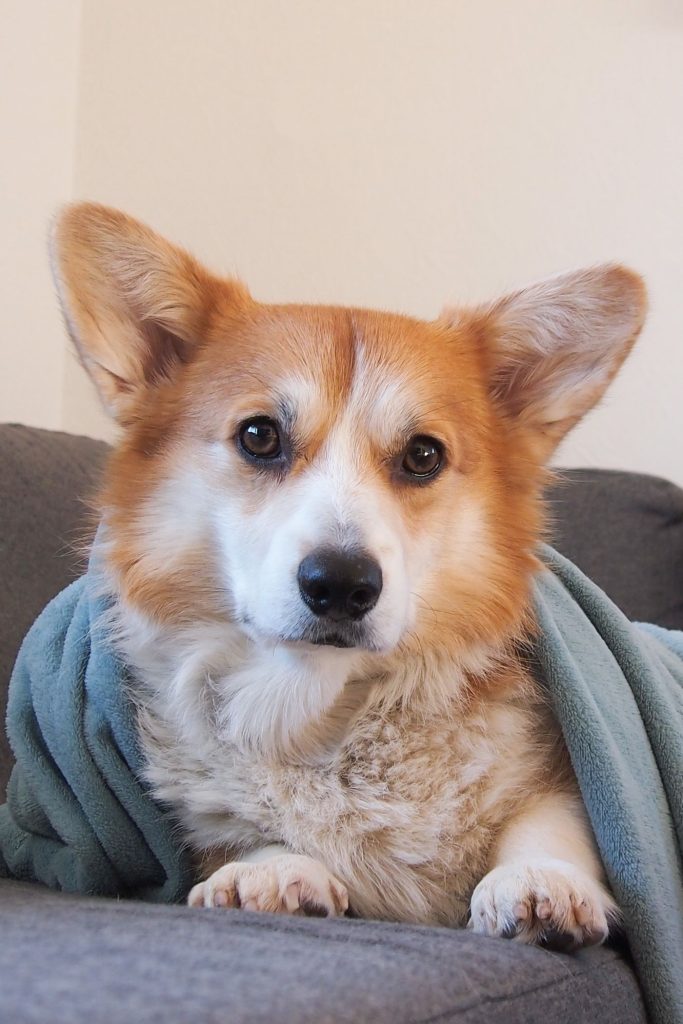 Manta y funda de cama de perro tendidas para secar tras el lavado