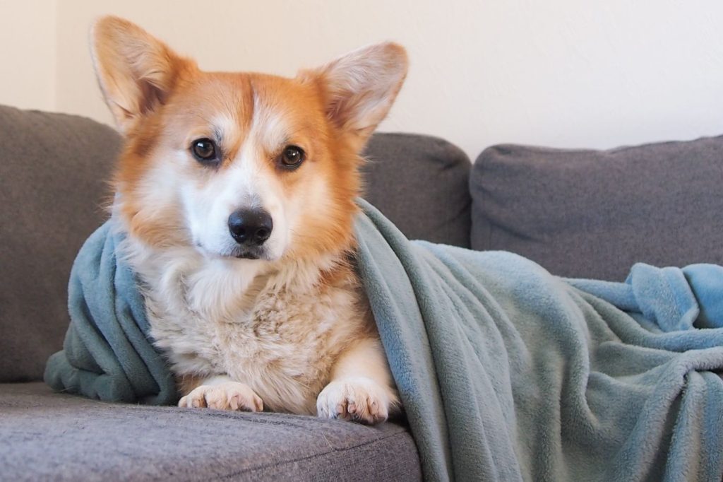 Manta a juego colocada sobre una cama reversible de perro
