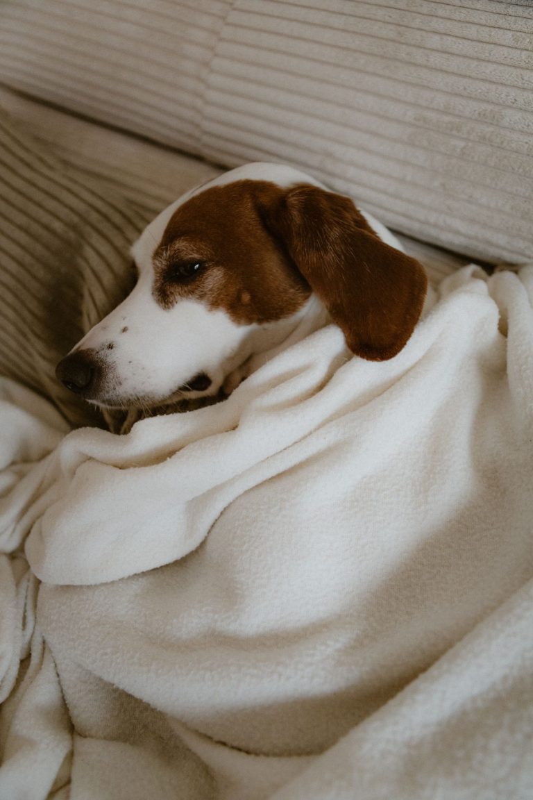 Dog blanket