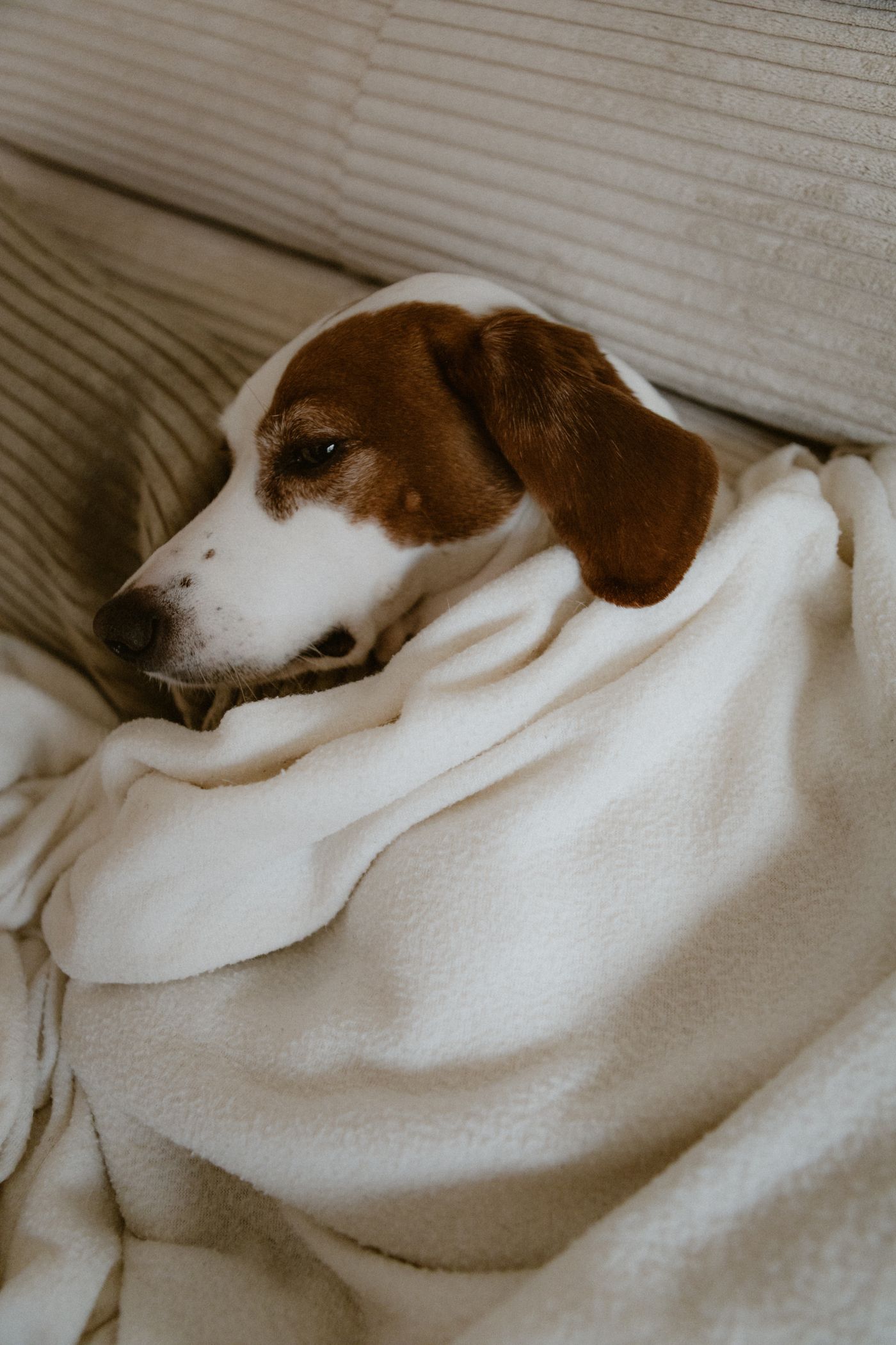 Dog blanket