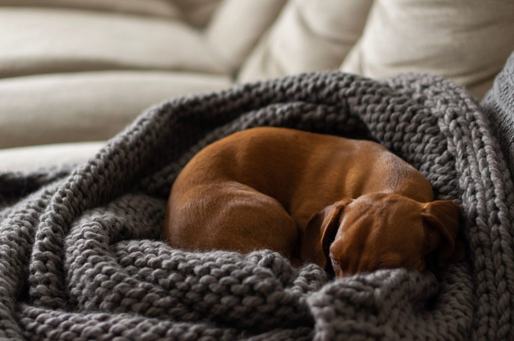 Perro tapado con una manta suave sobre su cama en el salón
