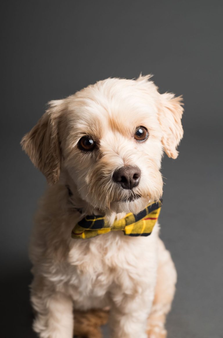 Dog bowtie