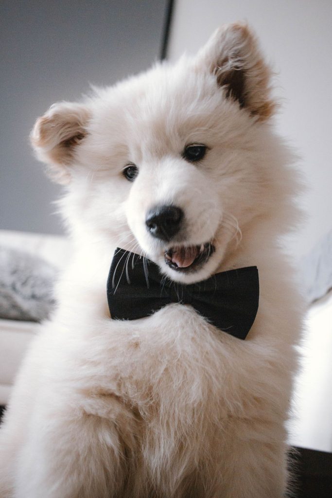 Perro con pajarita elegante en una celebración familiar