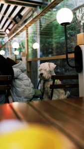 Dog cafe