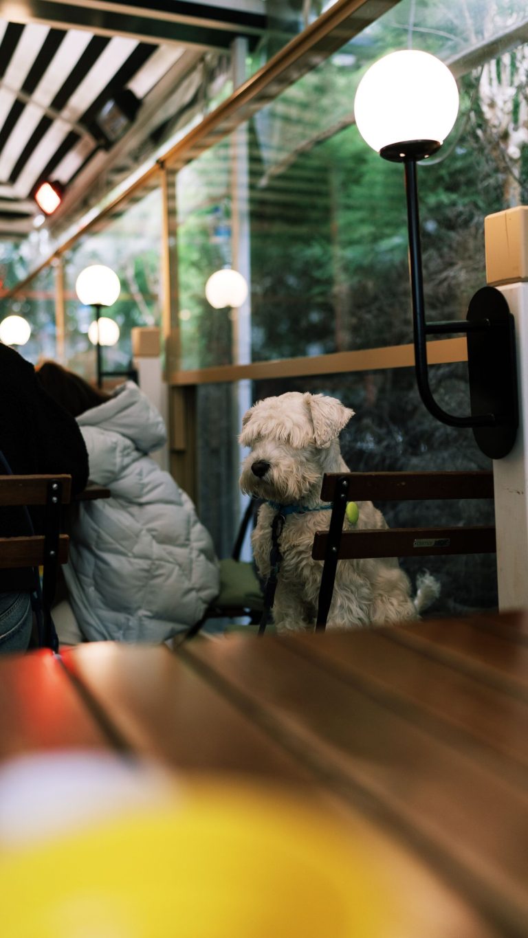 Dog cafe