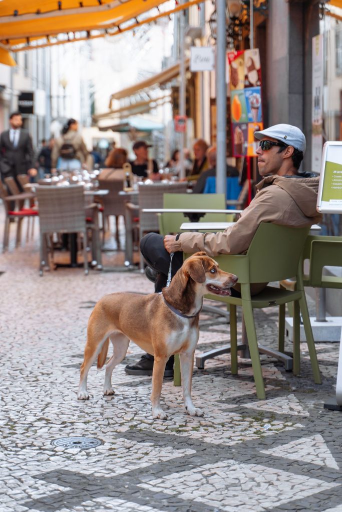 Perro tumbado tranquilo junto a la mesa de una terraza en Valencia