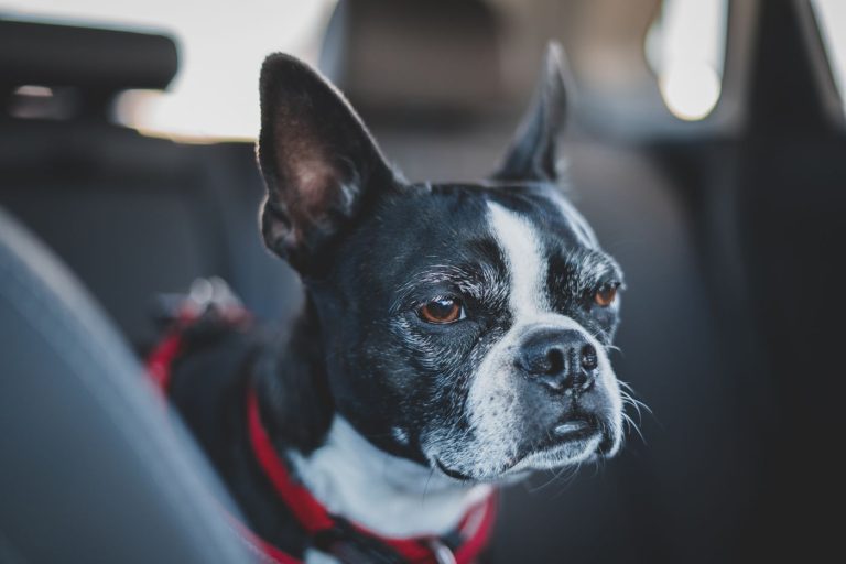 Dog car travel