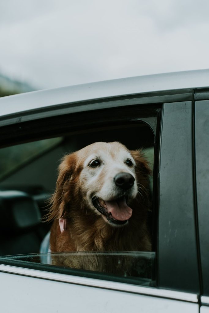Perro preparado para una escapada de fin de semana en el maletero del coche
