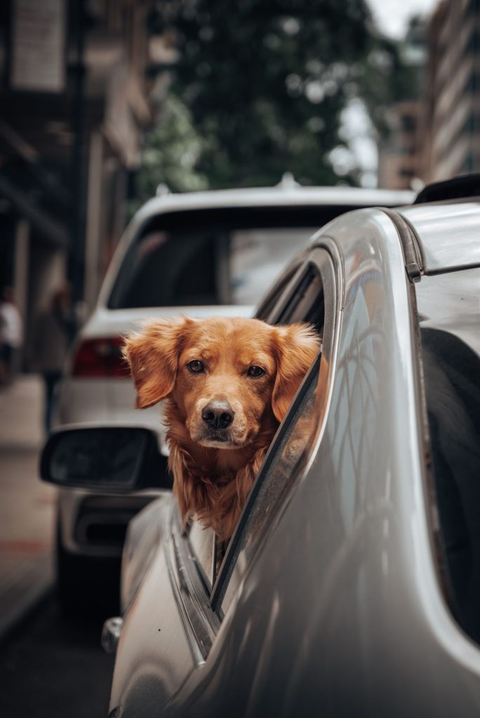 Perro tumbado en su cama de viaje dentro del maletero del coche