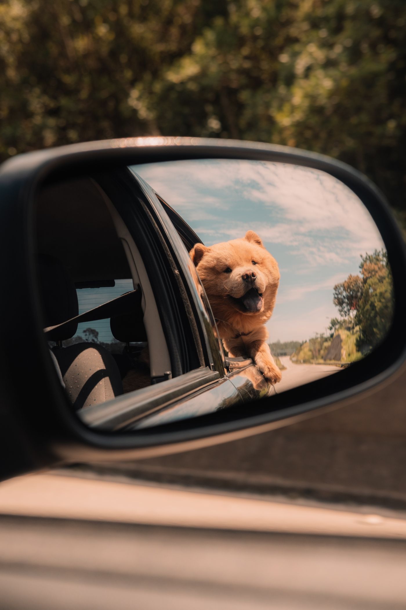 Dog car travel