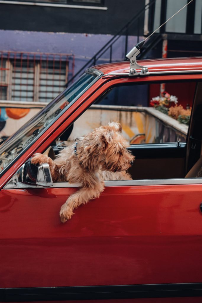 Perro tumbado sobre una manta en el asiento del coche