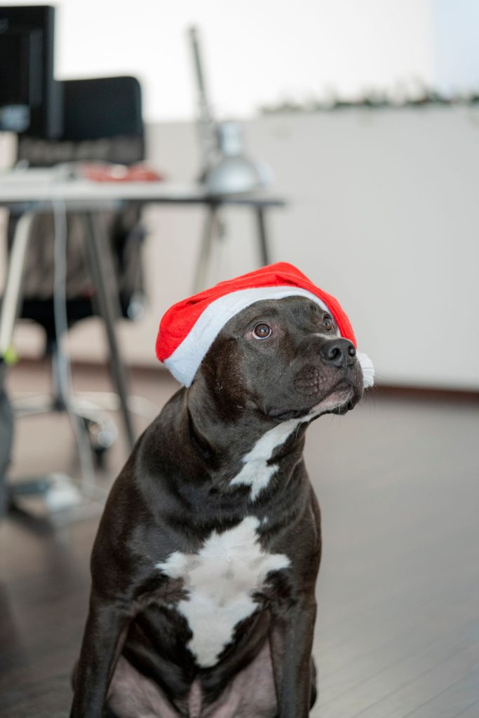 Perro con jersey navideño junto al árbol