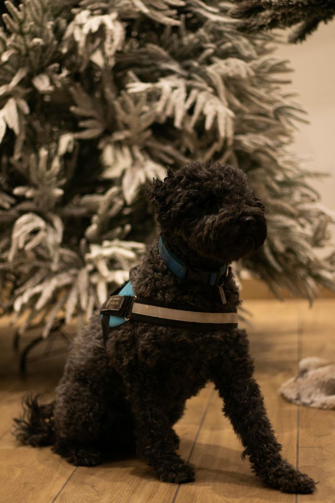 Perro con pañuelo navideño en una celebración familiar