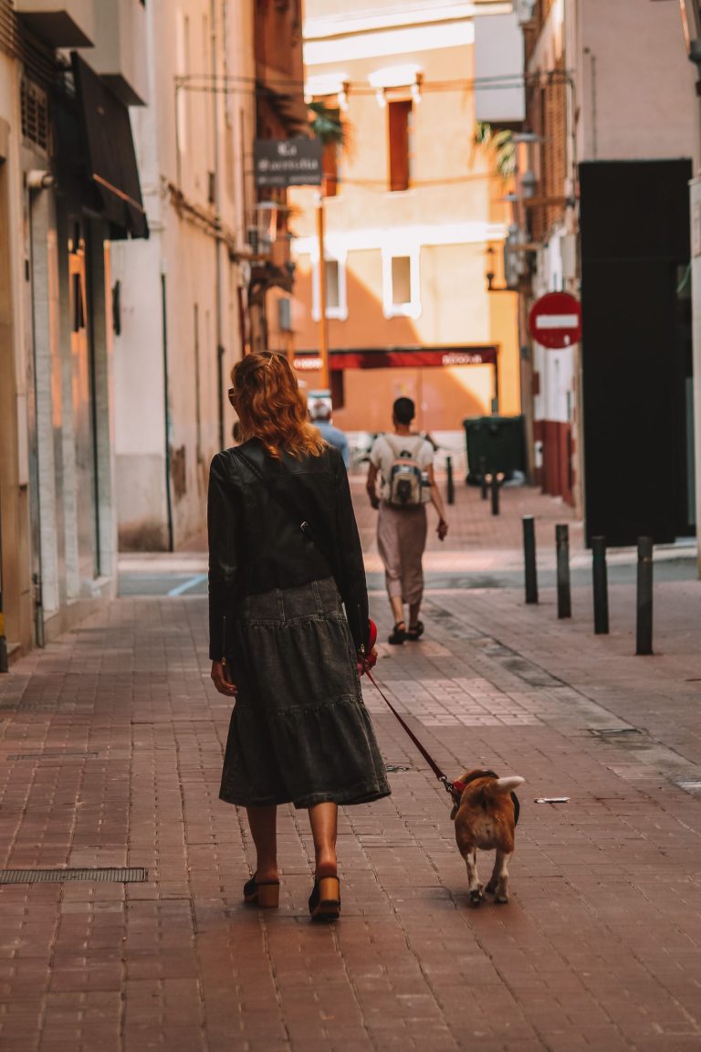 Dog city walk