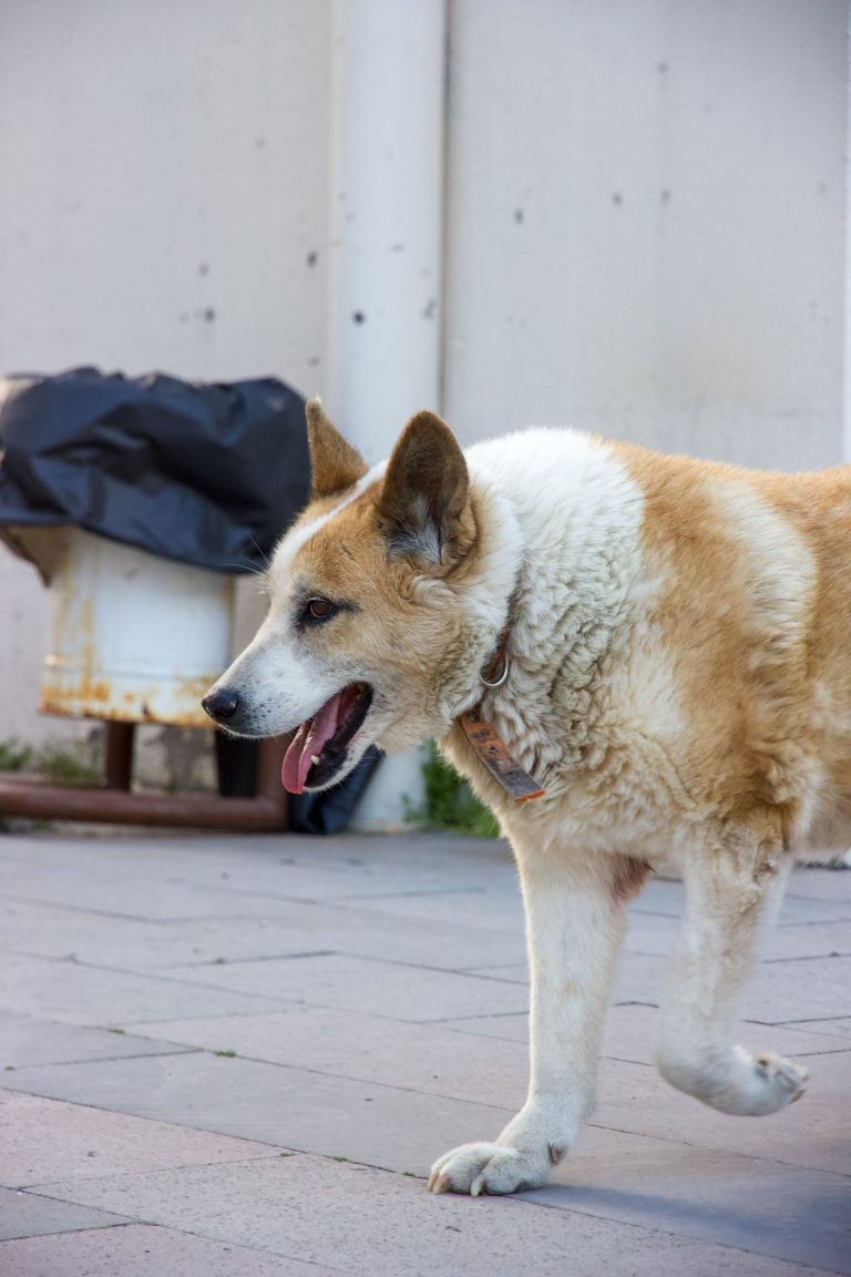 Dog city walk