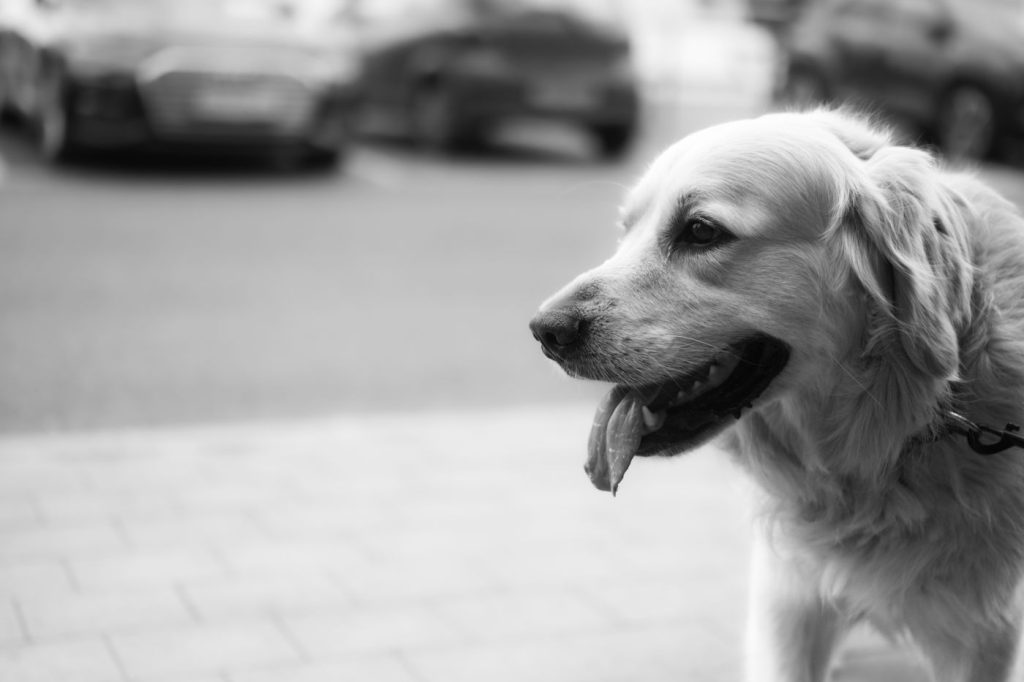 Perro con chaleco caminando junto a su dueño por la ciudad