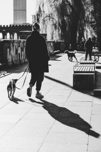 Dog city walk