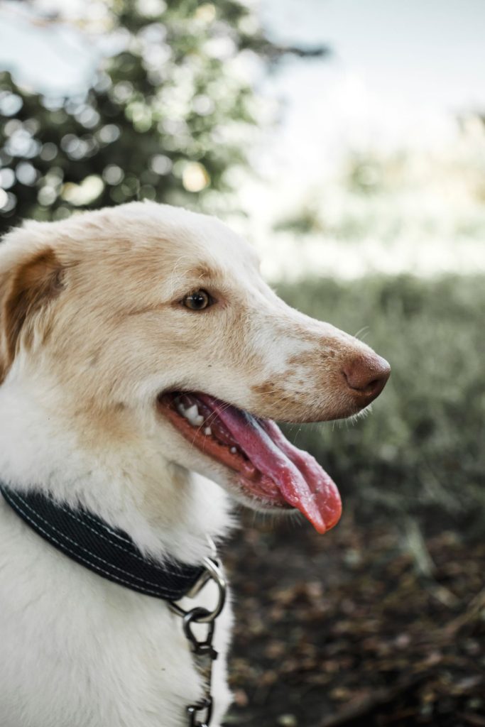 Perro tranquilo paseando con collar y placa identificativa