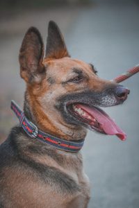Dog collar