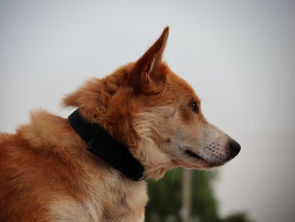 Collar y correa de perro secándose al aire tras la limpieza