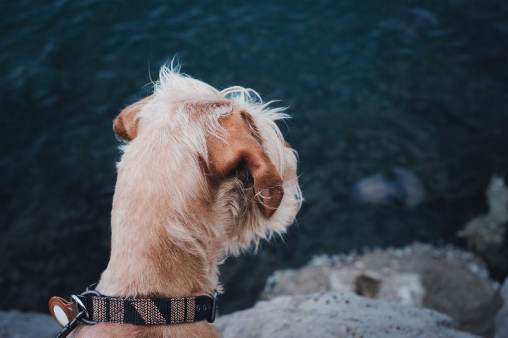 Perro con collar de neopreno mojado tras salir del agua