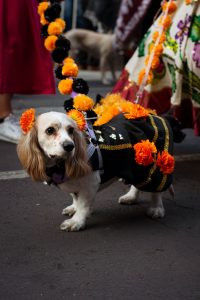 Dog costume