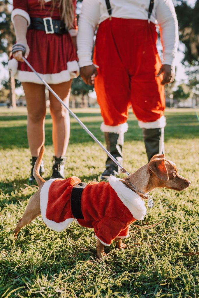 Dueño y perro con detalles a juego en una celebración navideña