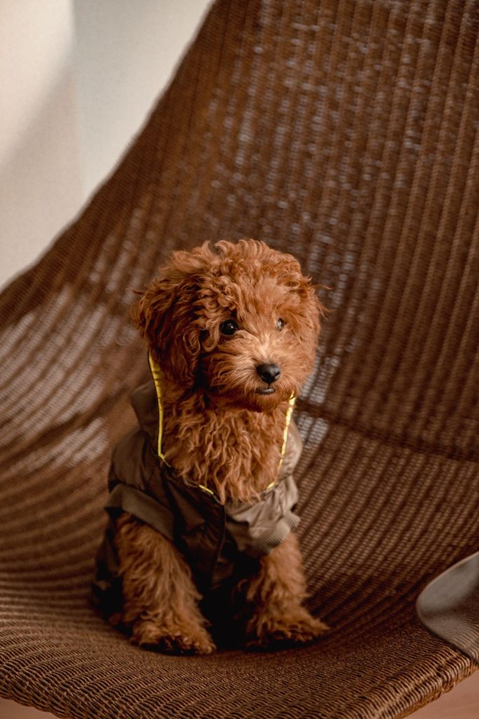 Perro con chaqueta de estilo urbano paseando por la ciudad
