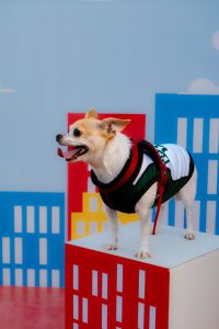 Dog fashion
