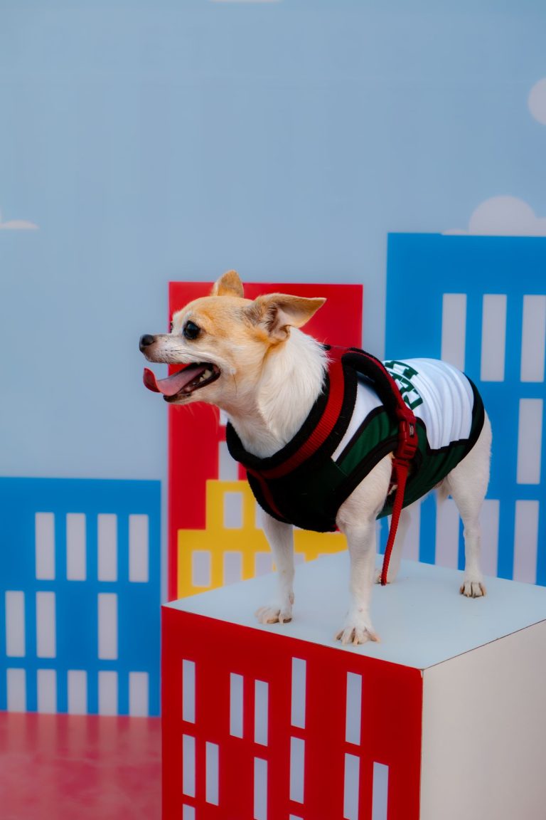 Dog fashion