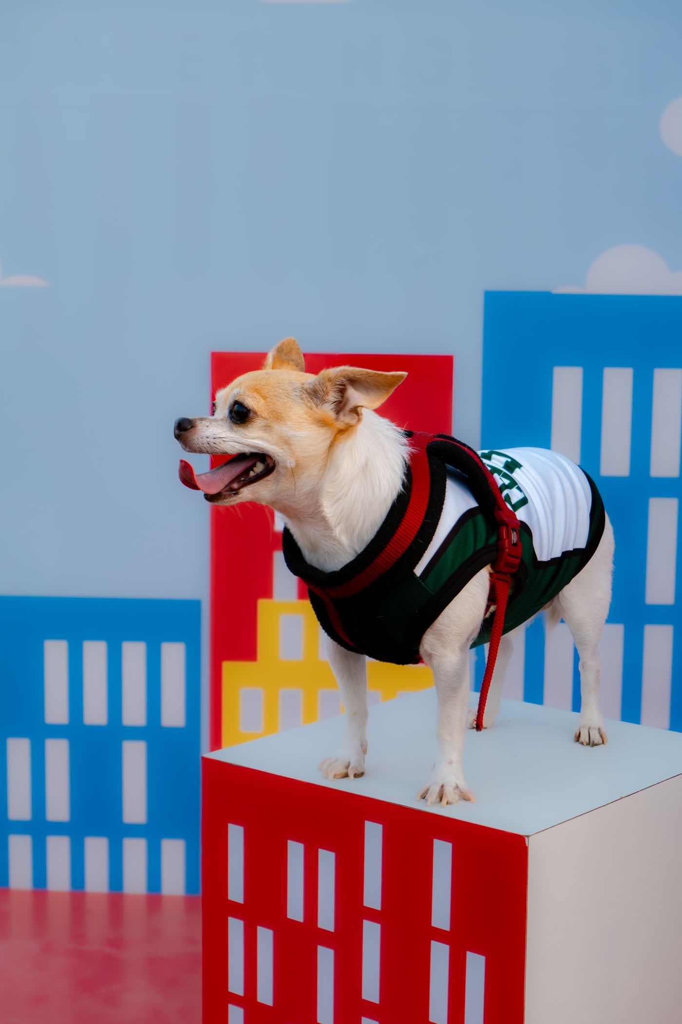Dog fashion
