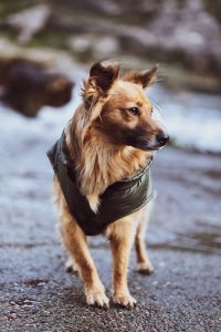 Dog fashion