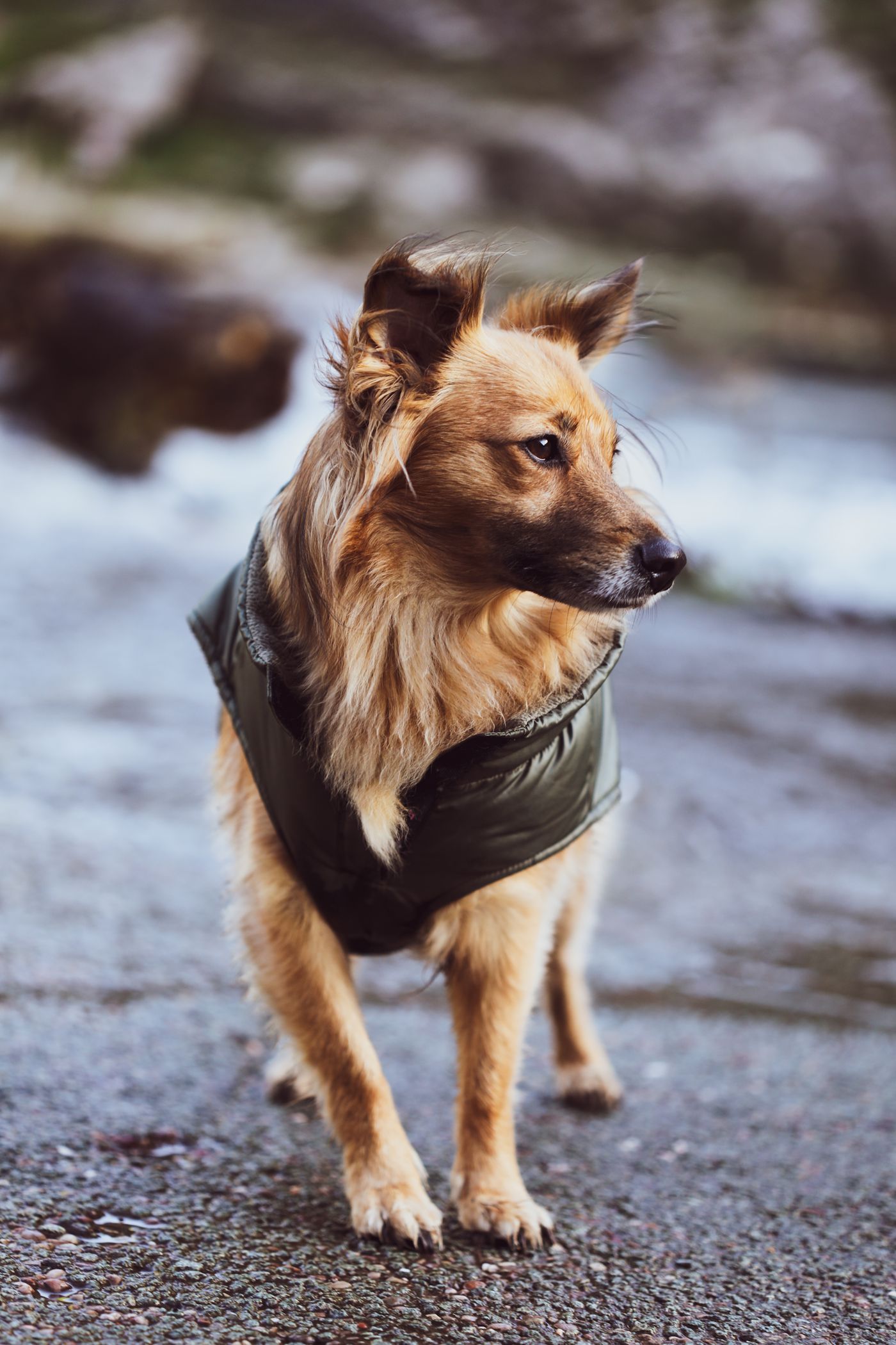 Dog fashion