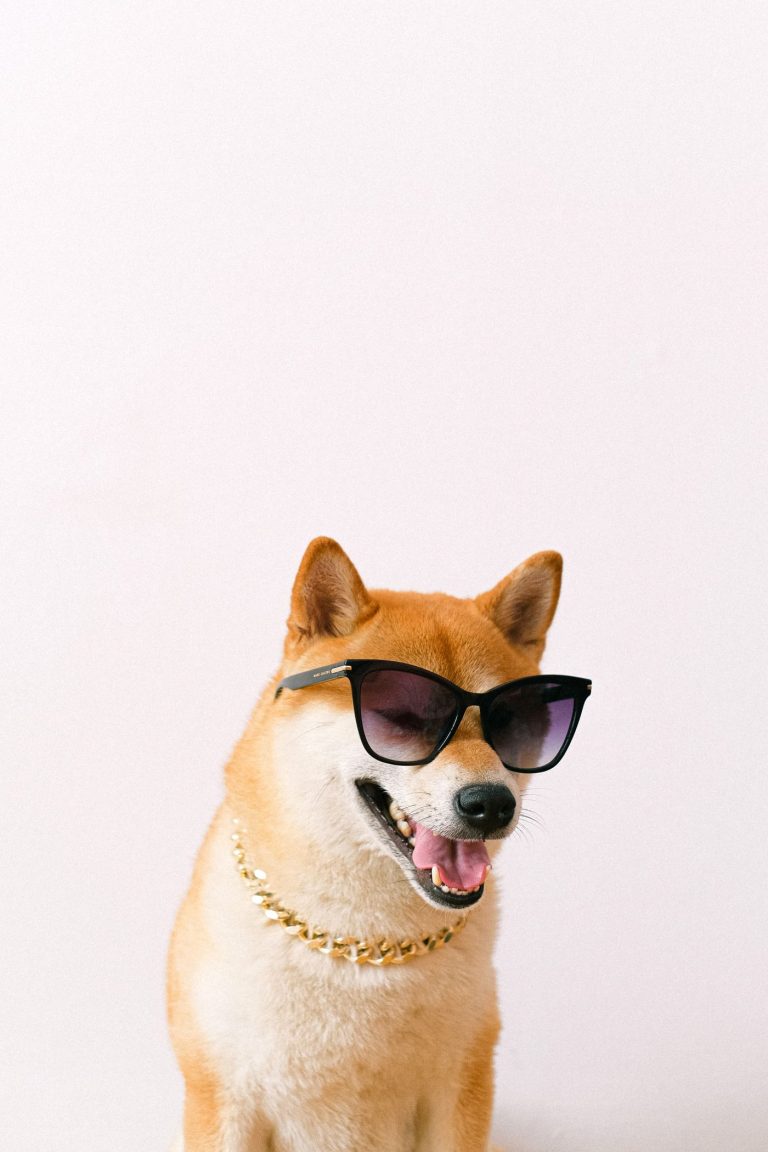 Dog fashion