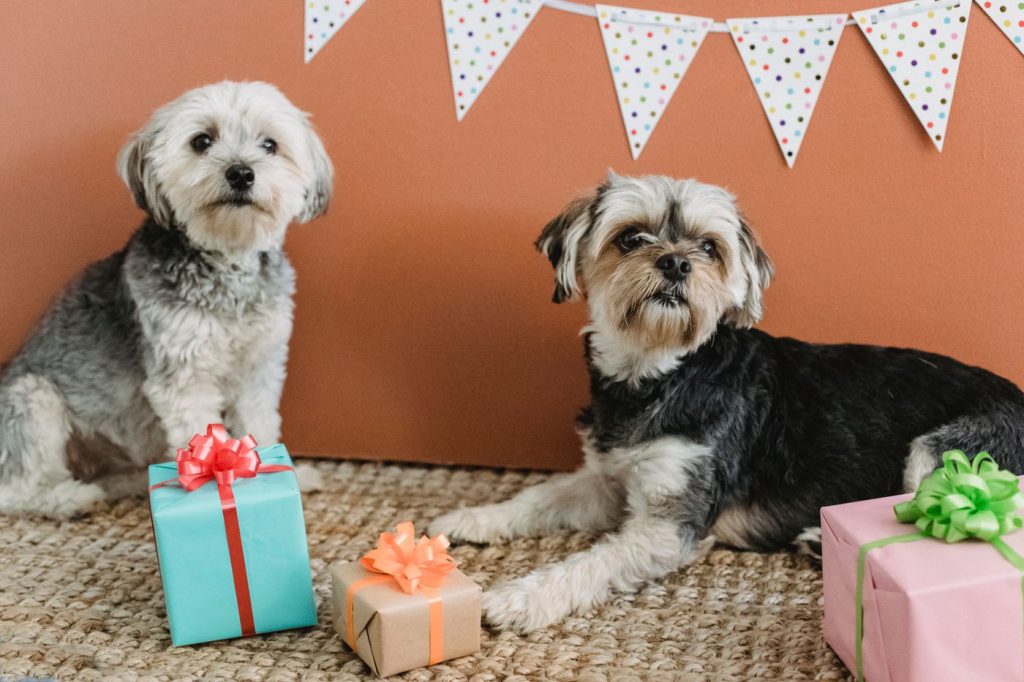 Ropa de perro doblada lista para donar o reutilizar