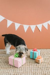 Dog gift